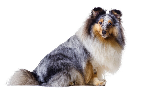 Blue merle Sheltie dog sitting with fluffy fur