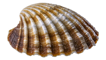 Brown and white ribbed seashell close-up © Pablo