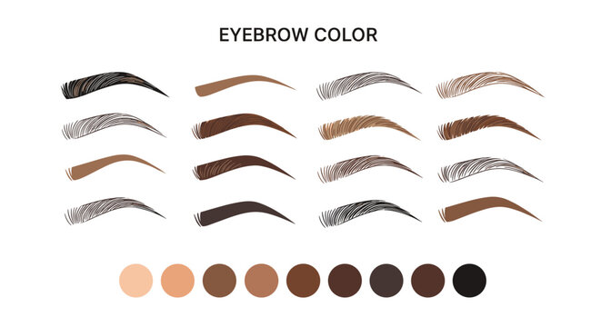 Infographic showing various eyebrow shapes and colors with a skin tone palette for beauty and makeup guides.