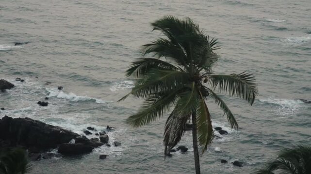 Dramatic scene of a solitary palm tree battling strong winds and rain on a rocky coastline, with powerful ocean waves crashing against the shore during an intense tropical storm