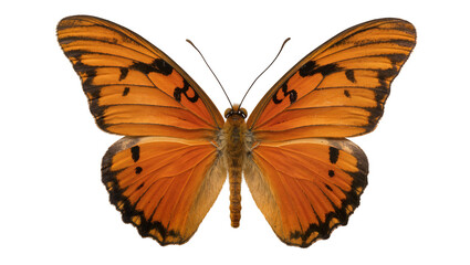 Orange butterfly with black markings and fuzzy body © Pablo