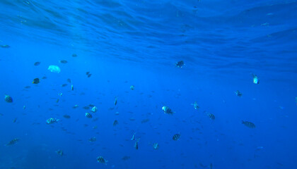 beautiful fish and jellyfish © Happy monkey