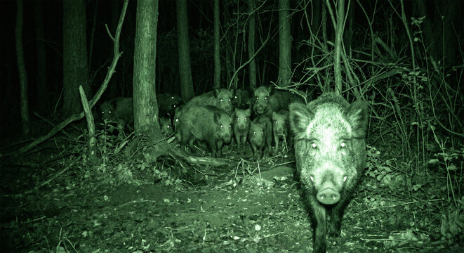 Herd of wild boars captured on camera trap in dark forest at night