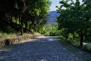 Naklejka premium Old cobblestone path through green forest in Greece 