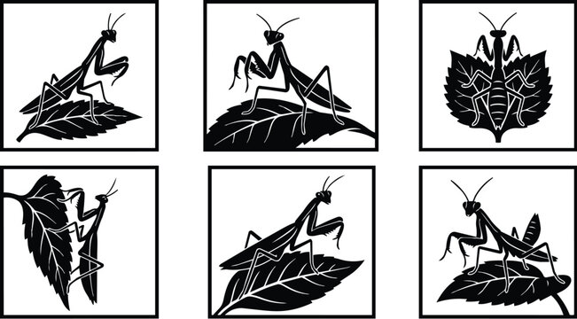 panel vector illustration of praying mantises on leaves in black and white
