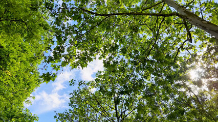 Fototapeta premium Low Angle View of Lush Green Tree Canopy Against Blue Sky