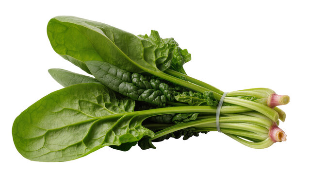 Fresh spinach leaves tied with elastic band