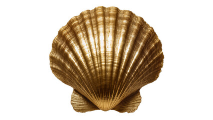 Golden scallop seashell with ribbed texture © Nuria