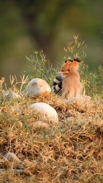 Common Hoopoe Or Upupa Epops Chick Sitting In Nature - 4k Vertical Video