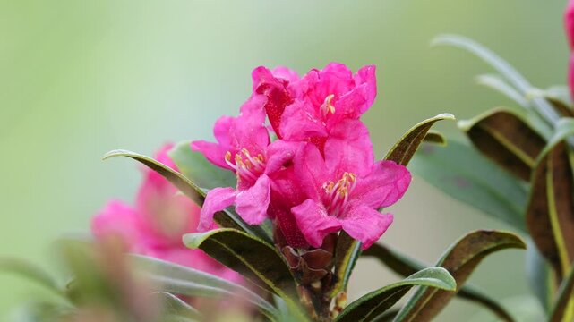 Alpine Alpenrose, snow-rose, or rusty-leaved alpenrose (Rhododendron ferrugineum) in bloom with background blurred