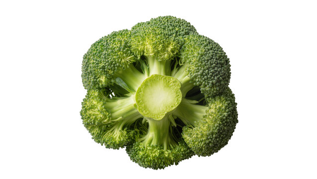 Fresh green broccoli head cut in half showing stem and florets