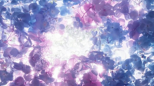 Pouring water on purple hydrangea flower petals 