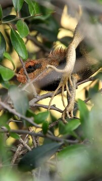 Red Headed Garden Lizard On Tree Branch - 4k Vertical Video