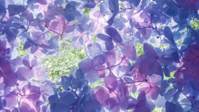 Pouring water on purple hydrangea flower petals 
