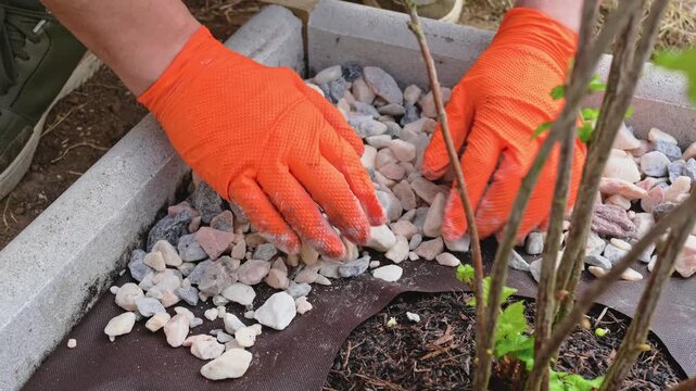 Gardener spreading decorative stones around a shrub over weed suppression fabric as part of landscape maintenance