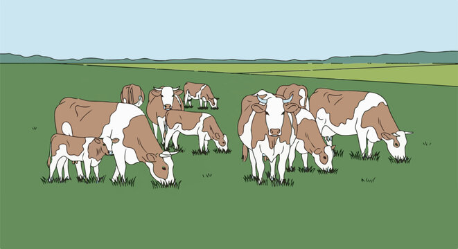 Herd of brown and white cows grazing peacefully in a green pasture under a pale blue sky