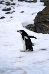 Obraz premium Antarctic expedition. Chinstrap penguin standing on snow near rocks in Antarctica. Antarctic Peninsula. Half moon Island