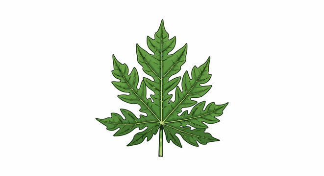 Green, intricately veined, hand-drawn leaf with pointed lobes on a white background