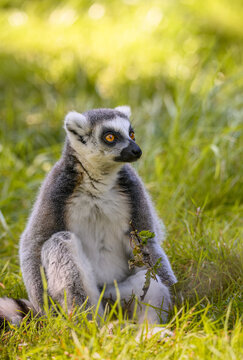 Portrait of a ring-tailed lemur