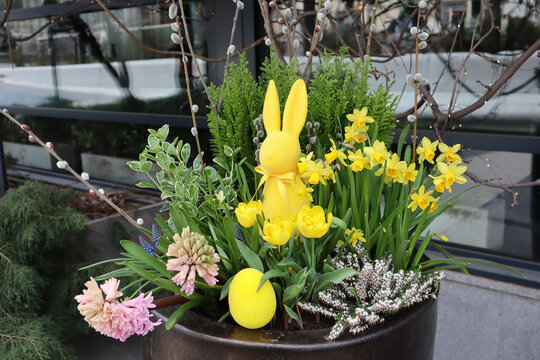 A stylish Easter composition in yellow and green tones: figures of a rabbit and eggs, branches of willow, western thuja, Japanese euonymus, flowers of narcissus, tulip, hyacinth, muscaria, and erica.