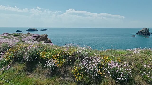 Sea blooms on sea cliff copper coast waterford summer coastline epic locations