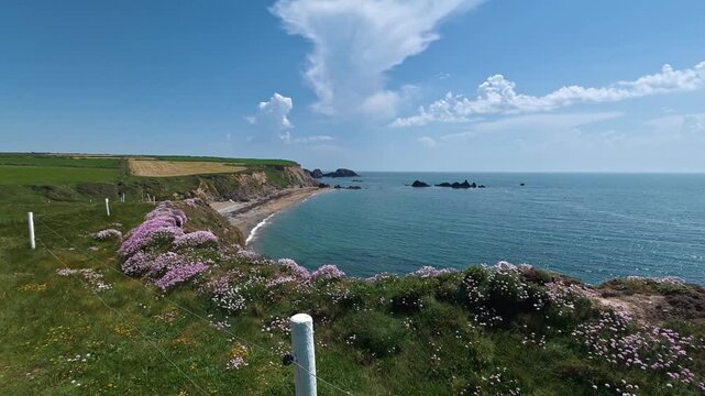 Timelapse seapinks in full summer bloom Copper Coast Waterford Ireland epic locations