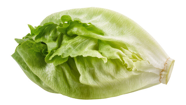 Fresh green lettuce leaf with ruffled edges