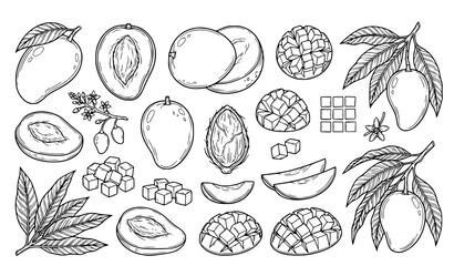 Fototapeta premium Mango Fruit Slice Leaf Botanical Sketch Vector Collection