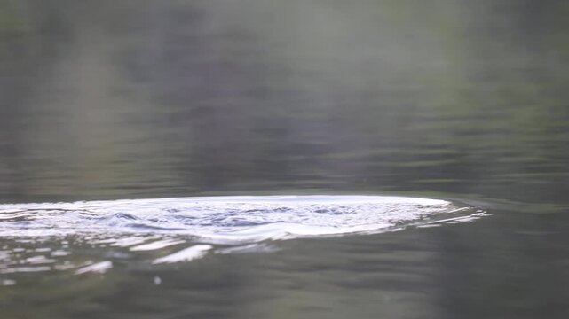 A horned grebe swims in the lake. Close-up. Rare bird. IUCN Red List