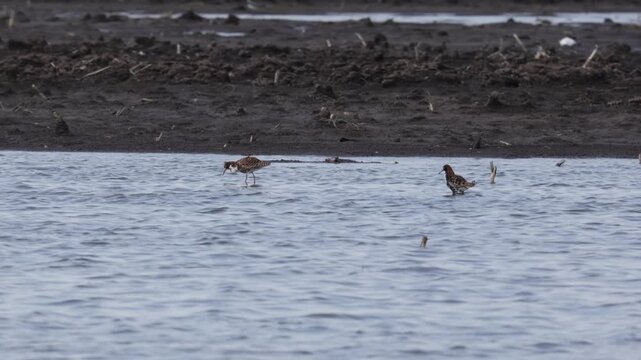 An adult male Ruff (bird) walks along the shore of a lake