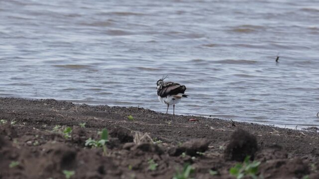 An adult male Northern lapwing walks along the shore of a reservoir.