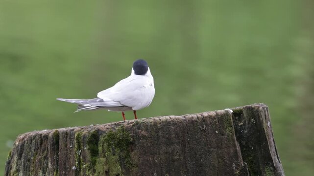 Black-headed gull on a pond looking for food