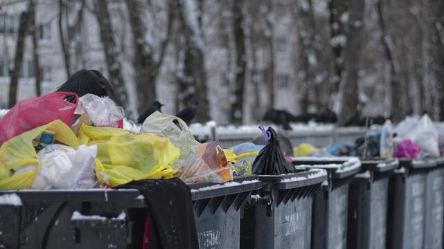 Several crows perch on bins, searching for food in winter urban environment. Snow covers containers and surrounding ground. Crows scavenge for food amid abundant refuse, urban pollution and environmen