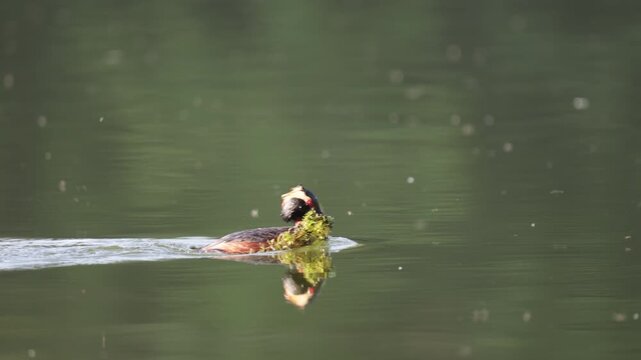 A horned grebe swims in the lake. Close-up. Rare bird. IUCN Red List