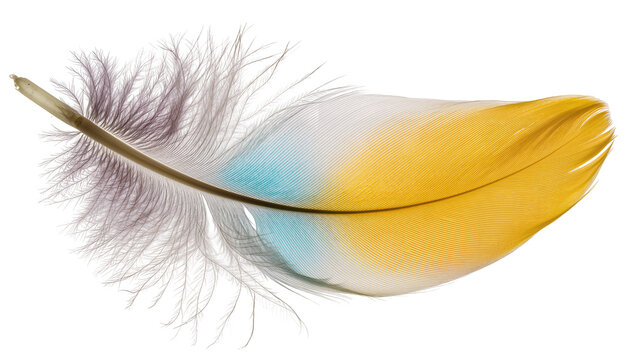 Multicolored bird feather with yellow blue, and grey tones