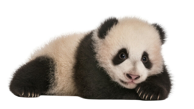 Cute baby panda lying down with fluffy fur