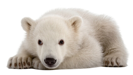 Polar bear cub lying down, close-up portrait © Paula
