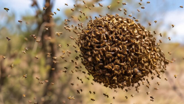 defensive. Disturbed bee swarm forming a defensive formation in the air. wildlife magazines, conservation campaigns, designed for wildlife conservation campaigns.