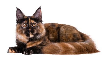 Tortoiseshell Maine Coon cat lying down with fluffy fur © Maelle