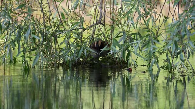 A horned grebe swims in the lake. Close-up. Rare bird. IUCN Red List