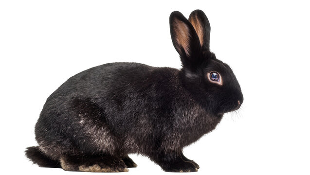 Black rabbit with fluffy fur and long ears