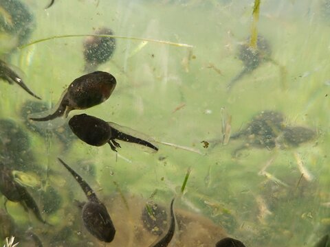 Several tadpoles swimming in green cloudy water. Frog larva prominently displaying developing hind legs during metamorphosis