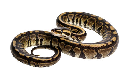 Fototapeta premium Ball python coiled with patterned scales and yellow markings