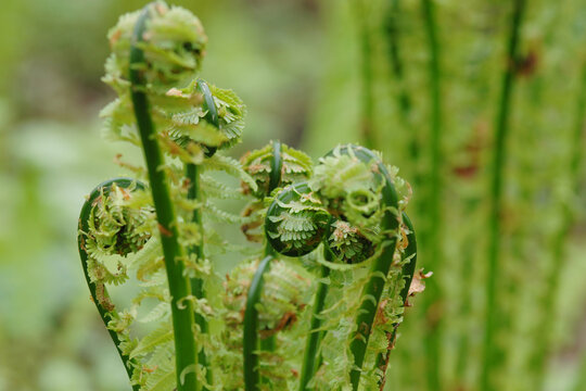 Farn, Strau&szlig;enfarn, Strau&szlig;farn, Matteuccia struthiopteris, Farnwedel beim  Ausrollen
