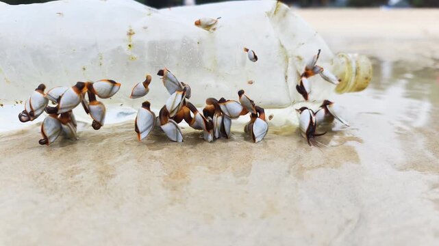 Fascinating Goose barnacles colony attaches to plastic bottle on sandy beach. This marine Goose barnacles colony showcases unique crustaceans surviving on ocean debris along shoreline.