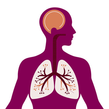 Human internal organs vector illustration depicting brain lungs and windpipe system.