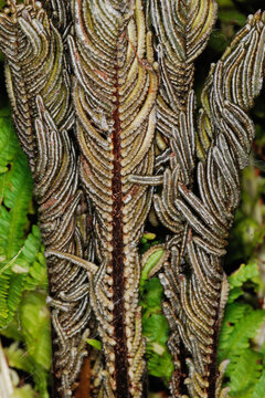 Farn, Strau&szlig;enfarn, Strau&szlig;farn, Matteuccia struthiopteris, mit abgestorbenen Trophophyllen