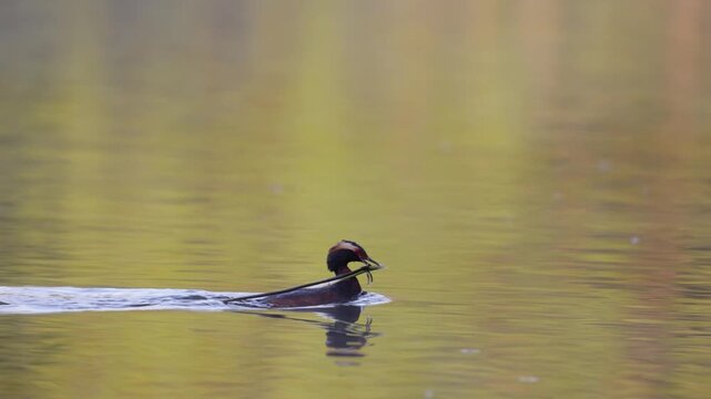 A horned grebe swims in the lake. Close-up. Rare bird. IUCN Red List