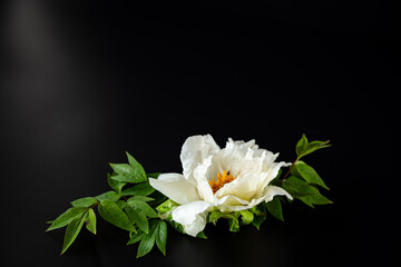 White peony blossom with fallen petals on dark background © Peredniankina