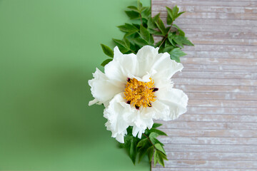 Obraz premium Luxury white peony blossom with rustic wooden texture